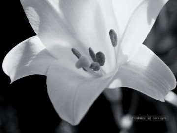 Noire et blanche œuvres - xsh502 fleurs noires et blanches